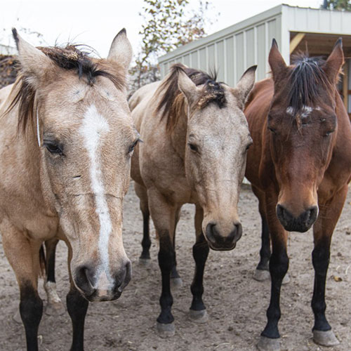 3 rescued horses