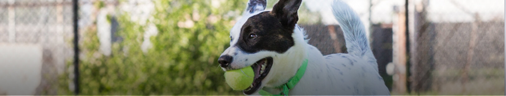 Dog playing with tennis ball